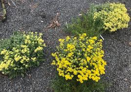 Image result for Alyssum saxatile