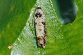 Attēlu rezultāti vaicājumam “Hedya salicella”