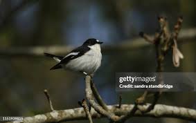 Attēlu rezultāti vaicājumam “Ficedula hypoleuca male”