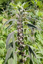 Attēlu rezultāti vaicājumam “Leonurus quinquelobatus”