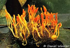 Attēlu rezultāti vaicājumam “Cordyceps stylophora”