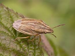 Attēlu rezultāti vaicājumam “Aelia acuminata”