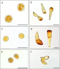 Attēlu rezultāti vaicājumam “Puccinia agrostidis”