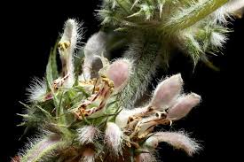 Attēlu rezultāti vaicājumam “Leonurus quinquelobatus flower”