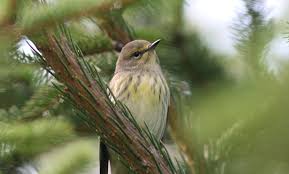 Image result for Dendroica tigrina