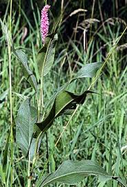 Attēlu rezultāti vaicājumam “Polygonum amphibium leaf”
