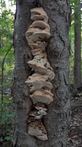 Attēlu rezultāti vaicājumam “Climacodon septentrionalis”