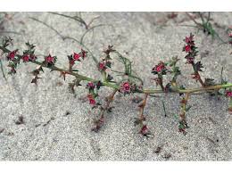 Attēlu rezultāti vaicājumam “Salsola kali”