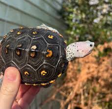 Image result for Malaclemys terrapin