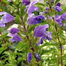 Image result for Dracocephalum moldavicum