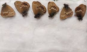 Attēlu rezultāti vaicājumam “Coenonympha hero”