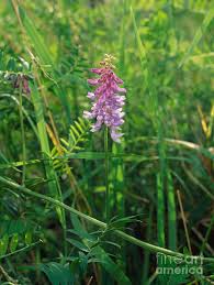 Attēlu rezultāti vaicājumam “Vicia cracca”