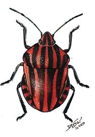 Attēlu rezultāti vaicājumam “Graphosoma lineatum imago”