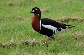 Attēlu rezultāti vaicājumam “Branta ruficollis adult”