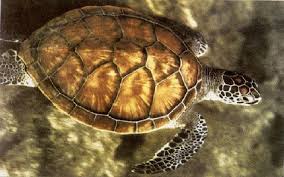 Image result for Chelonia mydas