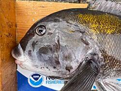 Image result for Tautoga onitis