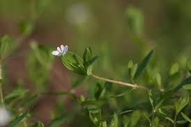 Attēlu rezultāti vaicājumam “Stellaria uliginosa”