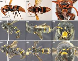 Attēlu rezultāti vaicājumam “Eumenidae”
