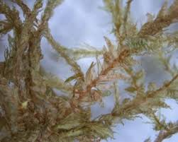 Attēlu rezultāti vaicājumam “Neckera complanata sporophyte”