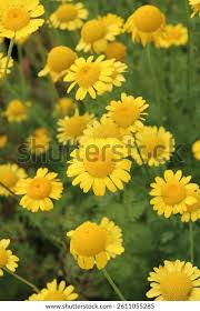 Attēlu rezultāti vaicājumam “Anthemis tinctoria”