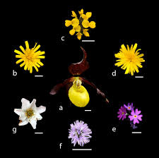 Attēlu rezultāti vaicājumam “Cypripedium calceolus flower”
