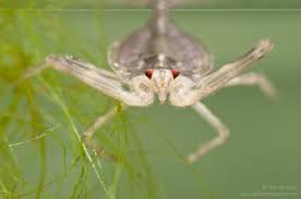 Attēlu rezultāti vaicājumam “Nepa cinerea nymph”