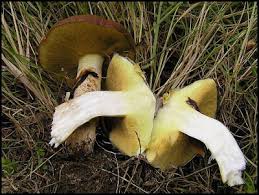 Attēlu rezultāti vaicājumam “Suillus luteus”