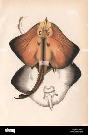 Image result for Rostroraja alba