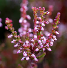 Attēlu rezultāti vaicājumam “Calluna vulgaris bud”