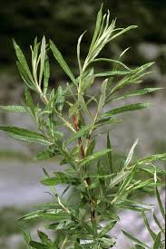 Attēlu rezultāti vaicājumam “Salix x doniana”