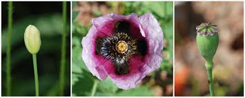 Attēlu rezultāti vaicājumam “Papaver somniferum flower”