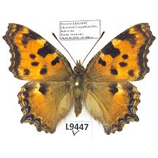 Attēlu rezultāti vaicājumam “Nymphalis xanthomelas pupa”