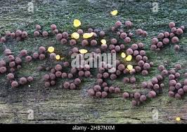 Attēlu rezultāti vaicājumam “Enerthenema papillatum”