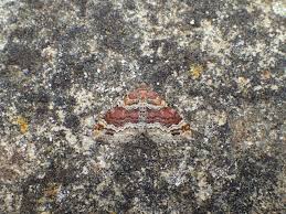 Attēlu rezultāti vaicājumam “Xanthorhoe spadicearia”