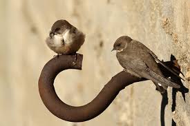 Image result for Ptyonoprogne rupestris