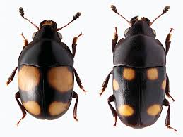 Attēlu rezultāti vaicājumam “Glischrochilus quadripunctatus”