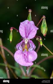 Attēlu rezultāti vaicājumam “Impatiens glandulifera fruit”