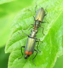 Attēlu rezultāti vaicājumam “Malachius bipustulatus”