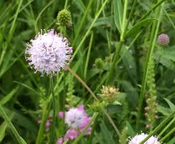 Image result for Succisella inflexa