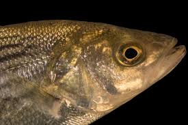 Image result for Morone saxatilis