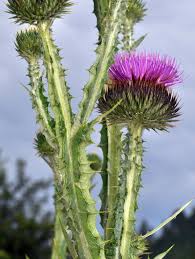 Image result for Onopordum acanthium