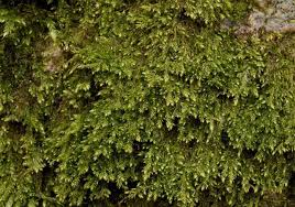 Attēlu rezultāti vaicājumam “Taxiphyllum wissgrillii”