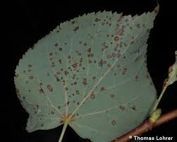 Attēlu rezultāti vaicājumam “Mycosphaerella millegrana”