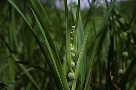 Attēlu rezultāti vaicājumam “Sparganiaceae”