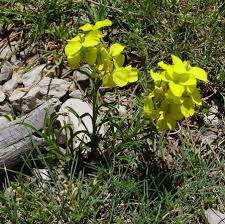 Attēlu rezultāti vaicājumam “Erysimum hieracifolium”
