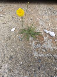 Attēlu rezultāti vaicājumam “Hypochaeris radicata bud”