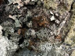 Attēlu rezultāti vaicājumam “Licea pusilla sessile”