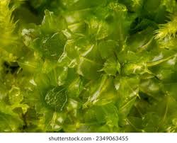 Attēlu rezultāti vaicājumam “Plagiomnium affine sporophyte”