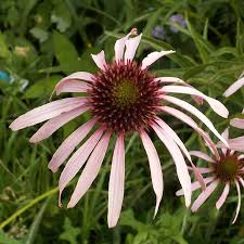Image result for Echinacea pallida