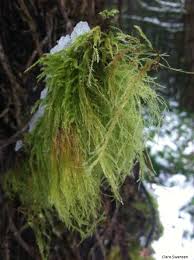 Attēlu rezultāti vaicājumam “Isothecium myosuroides sporophyte”